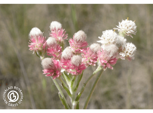 Antennaria dioica